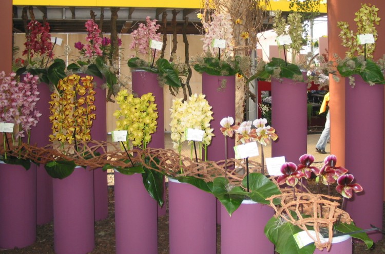 Orchideje ve vázách