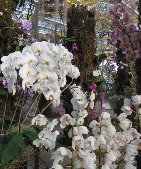 Orchidej 396