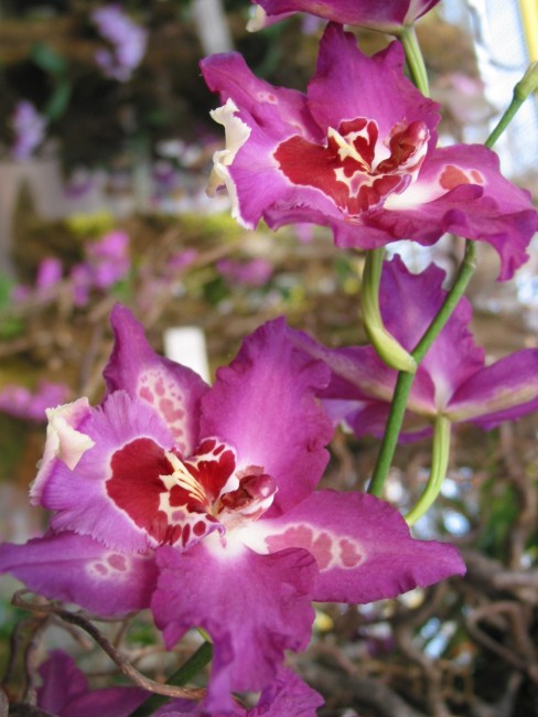 Orchidej 397